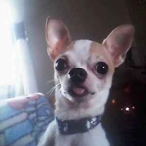 Meet your Posher, Laurie